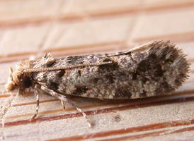 Amydria dyarella